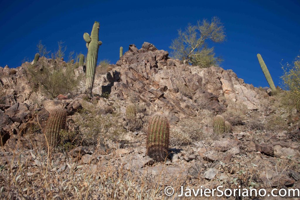 4/17/2016 Arizona's Desert.  Photo by Javier Soriano/www.JavierSoriano.com