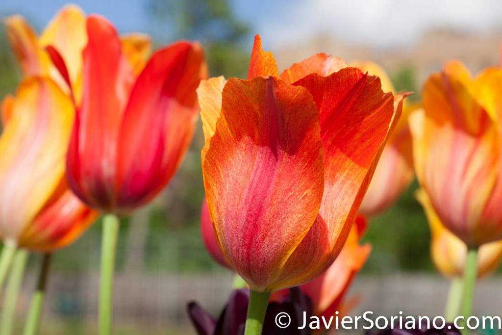May 2, 2017 NYC - Beautiful tulips at the Brooklyn Botanic Garden/Hermosos tulipanes en el Jardín Botánico de Brooklyn. Photo by Javier Soriano/www.JavierSoriano.com