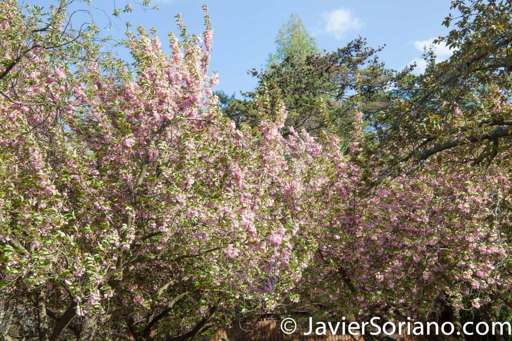May 2, 2017 NYC - Brooklyn Botanic Garden. Last days of the cherry blossoms. Jardín Botánico de Brooklyn. Últimos días de las flores de cerezo. Photo by Javier Soriano/www.JavierSoriano.com
