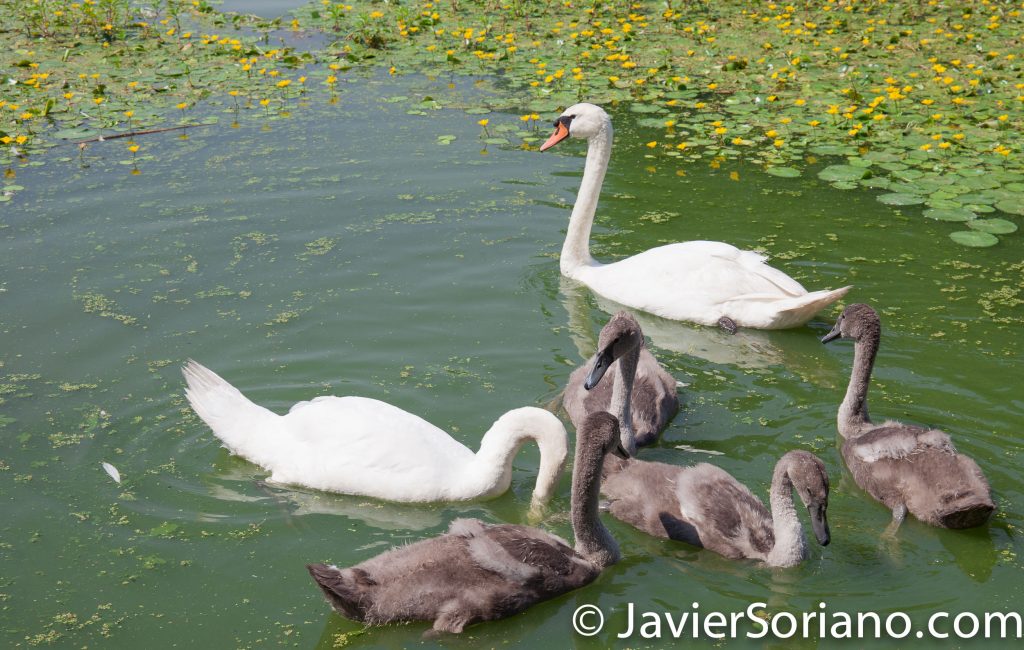 7/20/2017. Brooklyn, New York City. Swans with their babies in Prospect Park. It's a beautiful Summer day. Photo by Javier Soriano/www.JavierSoriano.com
