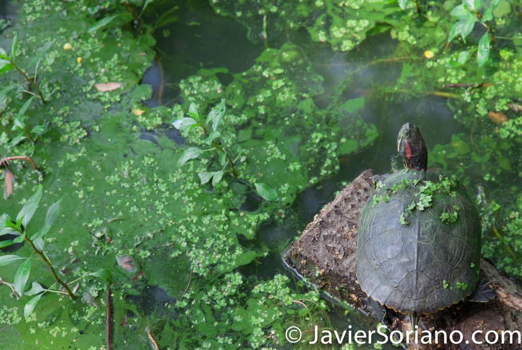 7/20/2017. Brooklyn, New York City. It's a beautiful Summer day in Prospect Park. Hi turtle! Photo by Javier Soriano/www.JavierSoriano.com