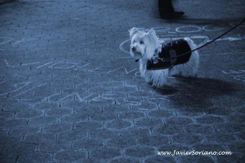 Javier Soriano: Latino photographer. Union Square, New York City. Vigilia por lo sucedido en Tucson, Arizona.