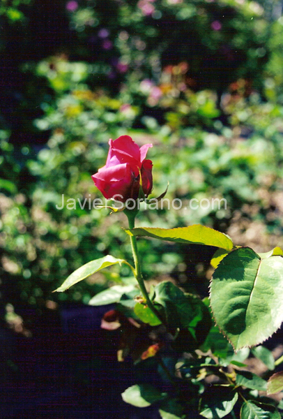 JavierSoriano.com-flower1