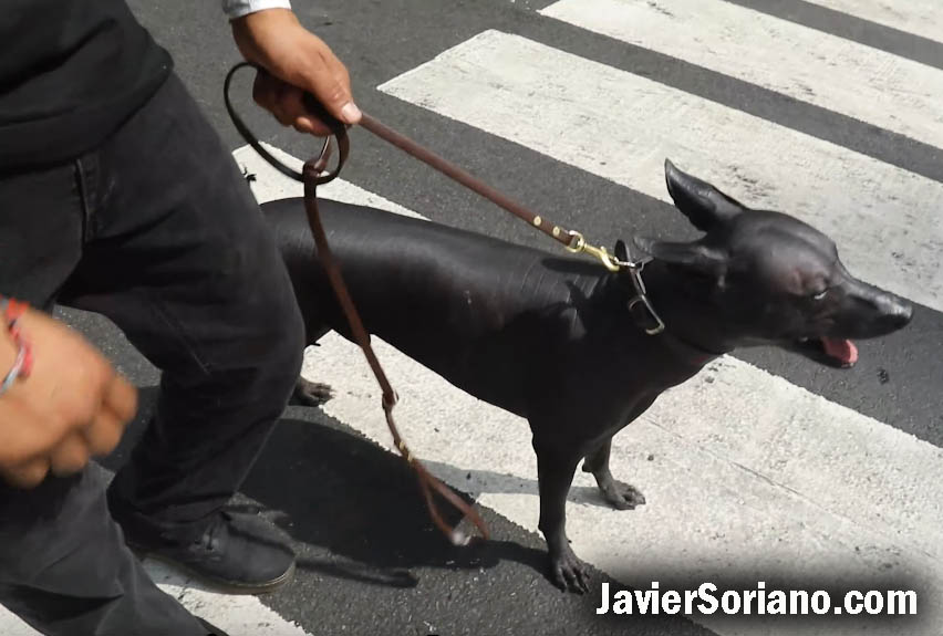 Screenshot del video "Perro Mexica Xoloitzcuintli en Nueva York."
 Javier Soriano/www.JavierSoriano.com