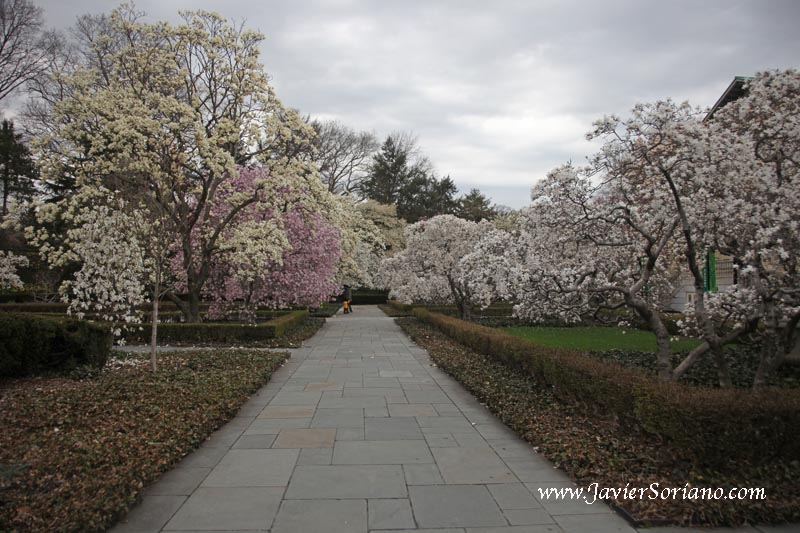 Magnolias at the Brooklyn Botanic Garden
