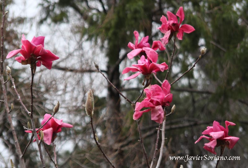 Magnolias at the Brooklyn Botanic Garden