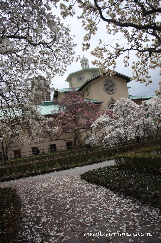 Magnolias at the Brooklyn Botanic Garden