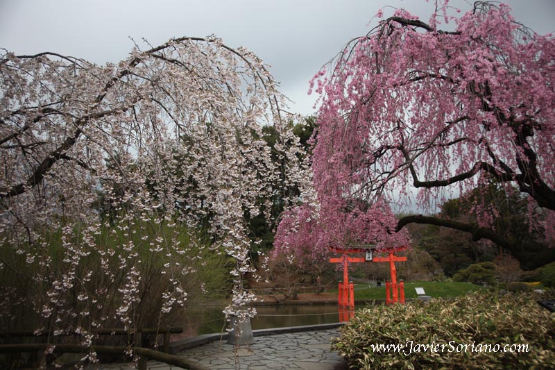 Cherry blossoms at the Brooklyn Botanic Garden