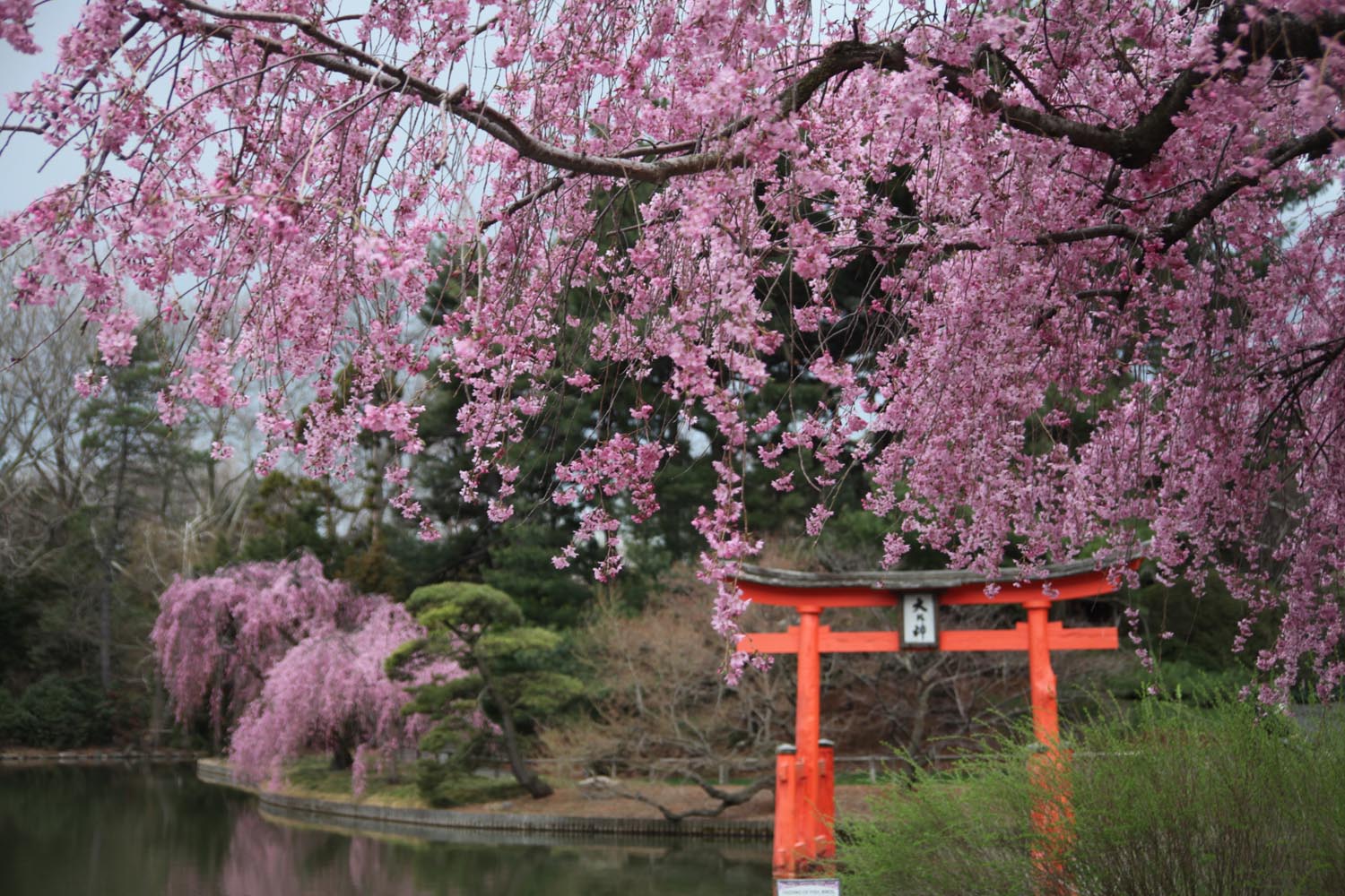 April 11, 2011. Brooklyn, New York City - Cherry blossoms at the Brooklyn Botanic Garden. It's so beautiful!  Photo by Javier Soriano/JavierSoriano.com