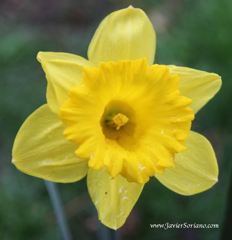 A gorgeous flower at the Brooklyn Botanic Garden