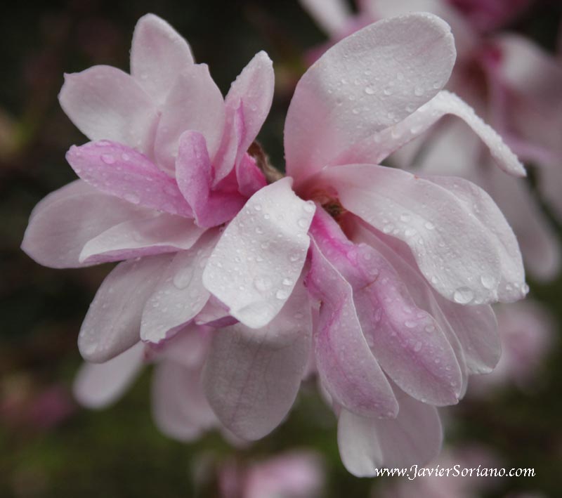 Magnolias at the Brooklyn Botanic Garden. NYC.