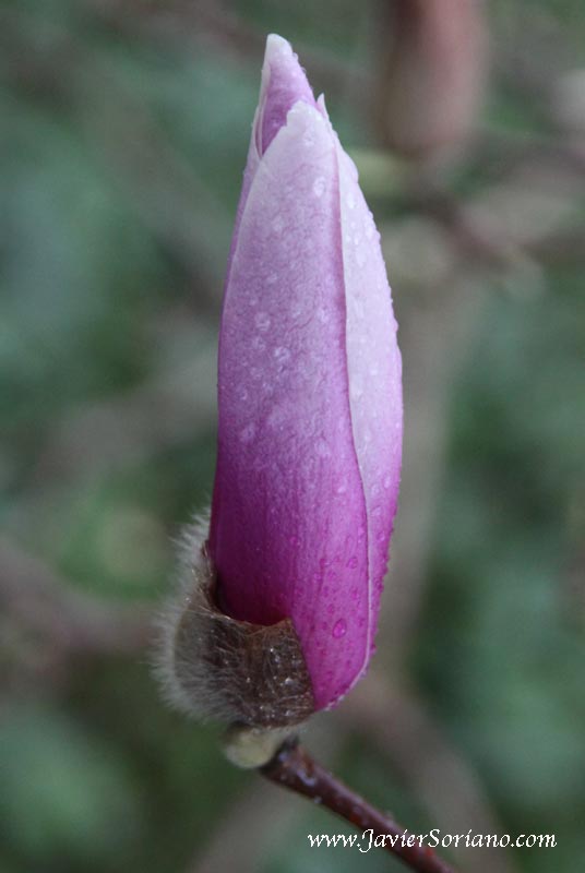 Magnolia at the Brooklyn Botanic Garden. NYC.