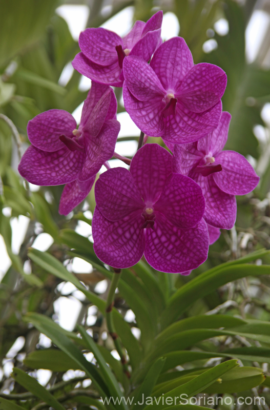 Mayo 2011. Brooklyn, New York City - Orchids at the Brooklyn Botanical Garden. Hermosas orquídeas en el Jardín Botánico de Brooklyn. Foto por Javier Soriano/www.JavierSoriano.com