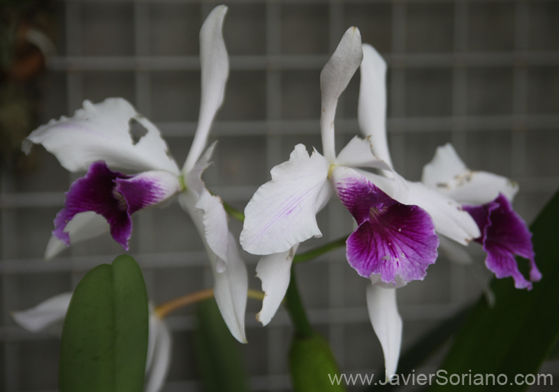 Mayo 2011. Brooklyn, New York City - Orchids at the Brooklyn Botanical Garden. Hermosas orquídeas en el Jardín Botánico de Brooklyn. Foto por Javier Soriano/www.JavierSoriano.com