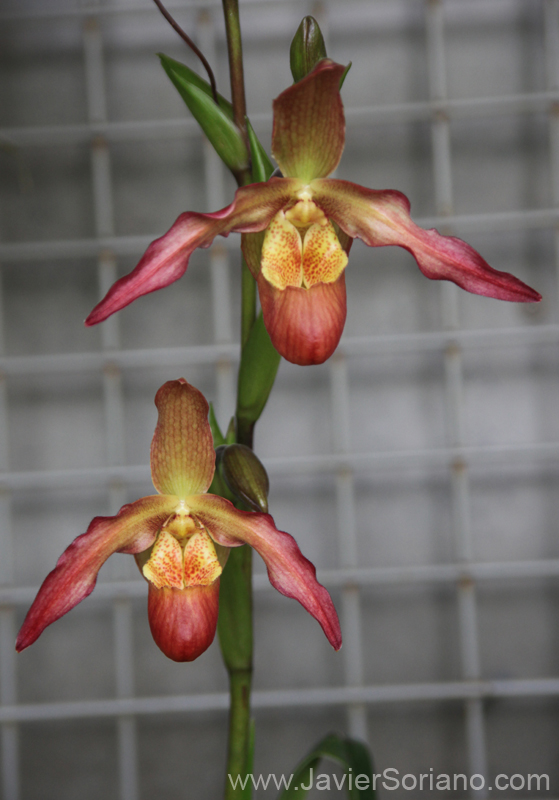 Mayo 2011. Brooklyn, New York City - Orchids at the Brooklyn Botanical Garden. Hermosas orquídeas en el Jardín Botánico de Brooklyn. Foto por Javier Soriano/www.JavierSoriano.com