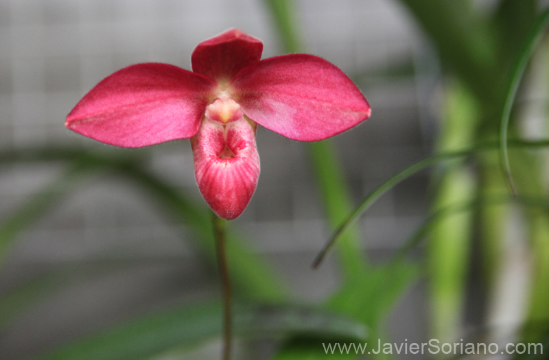 Martes 31 de mayo de 2011. Brooklyn, ciudad de Nueva York - Hermosa orquídea en el Jardín Botánico de Brooklyn.   Tuesday, Mayo 31, 2011. Brooklyn, New York City - Orchid at the Brooklyn Botanical Garden.  Foto por Javier Soriano/www.JavierSoriano.com
