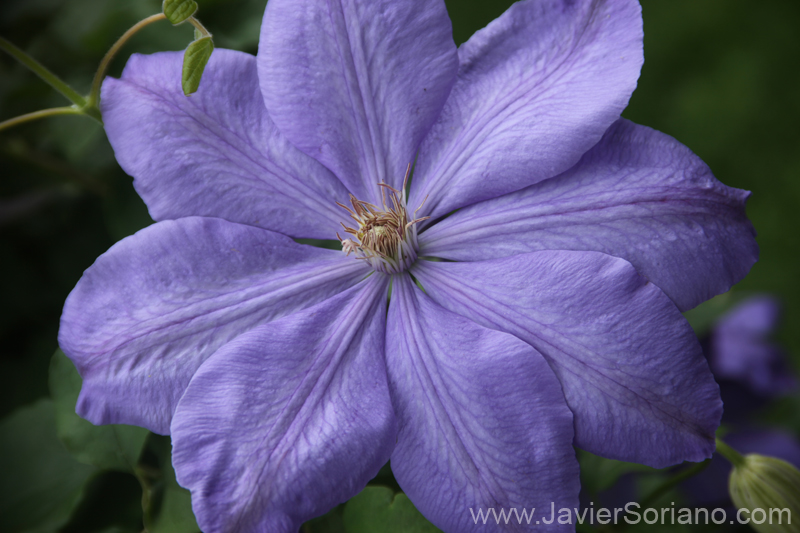 May 2011. Brooklyn, New York City - Beautiful flower. Brooklyn Botanic Garden in NYC.  Photo by Javier Soriano/www.JavierSoriano.com