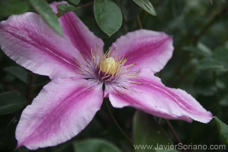 May 2011. Brooklyn, New York City - Beautiful flower. Brooklyn Botanic Garden in NYC.  Photo by Javier Soriano/www.JavierSoriano.com
