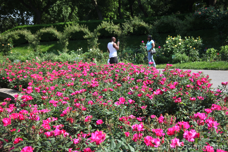Tuesday, June 7, 2011. Brooklyn, New York City - Roses. Brooklyn Botanic Garden. Martes 7 de junio de 2011. Brooklyn, ciudad de Nueva York - Rosas en el Jardín Botánico de Brooklyn. Photo by Javier Soriano/www.JavierSoriano.com