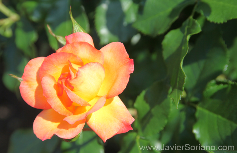 Tuesday, June 7, 2011. Brooklyn, New York City - Roses. Brooklyn Botanic Garden. Martes 7 de junio de 2011. Brooklyn, ciudad de Nueva York - Rosas en el Jardín Botánico de Brooklyn. Photo by Javier Soriano/www.JavierSoriano.com