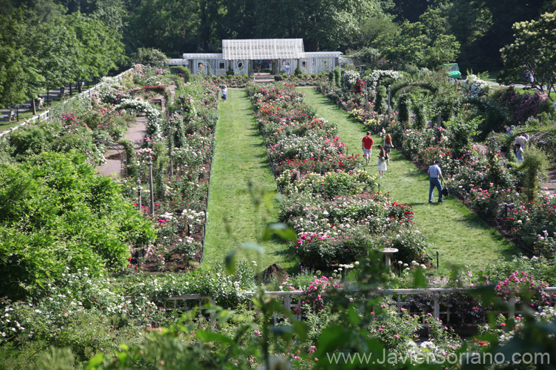 Tuesday, June 7, 2011. Brooklyn, New York City - Roses. Brooklyn Botanic Garden.  Martes 7 de junio de 2011. Brooklyn, ciudad de Nueva York - Rosas en el Jardín Botánico de Brooklyn.   Photo by Javier Soriano/www.JavierSoriano.com