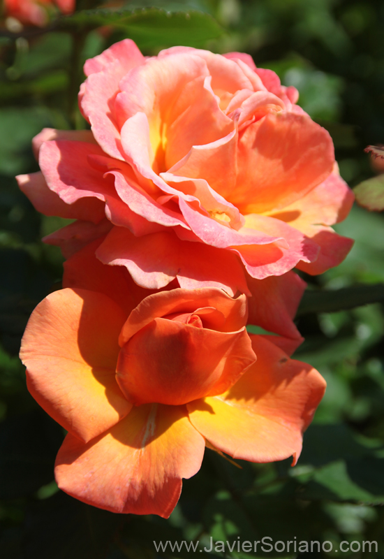 Tuesday, June 7, 2011. Brooklyn, New York City - Roses. Brooklyn Botanic Garden. Martes 7 de junio de 2011. Brooklyn, ciudad de Nueva York - Rosas en el Jardín Botánico de Brooklyn. Photo by Javier Soriano/www.JavierSoriano.com