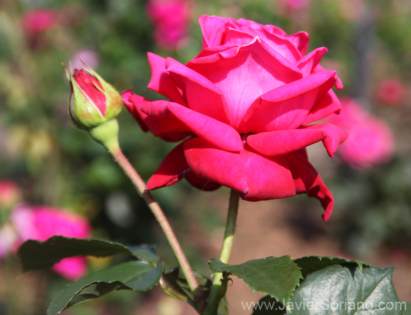 Tuesday, June 7, 2011. Brooklyn, New York City - Roses. Brooklyn Botanic Garden.  Martes 7 de junio de 2011. Brooklyn, ciudad de Nueva York - Rosas en el Jardín Botánico de Brooklyn.   Photo by Javier Soriano/www.JavierSoriano.com