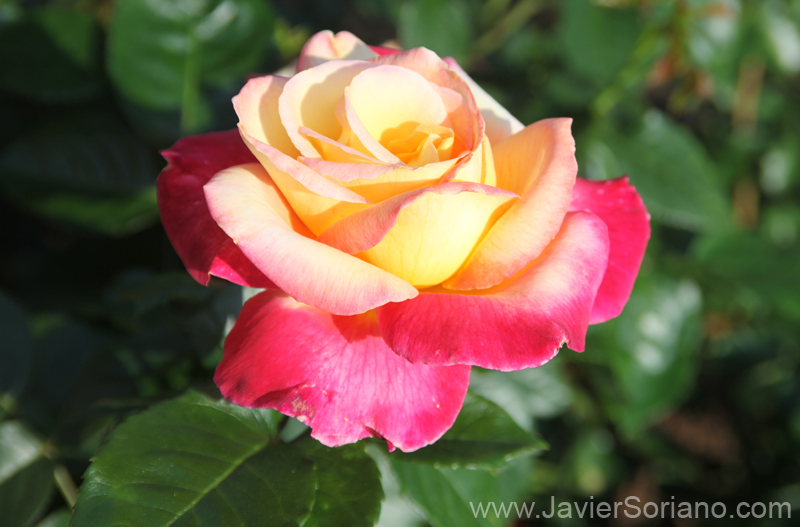 Tuesday, June 7, 2011. Brooklyn, New York City - Roses. Brooklyn Botanic Garden. Martes 7 de junio de 2011. Brooklyn, ciudad de Nueva York - Rosas en el Jardín Botánico de Brooklyn. Photo by Javier Soriano/www.JavierSoriano.com