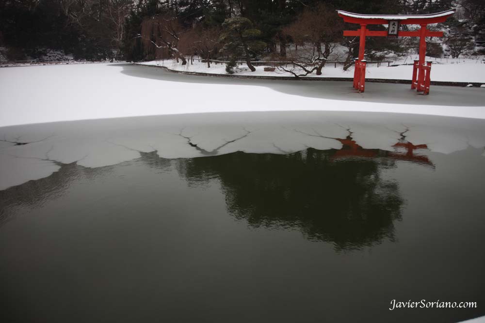 1/21/2012. New York City - First snowfall of the Winter season of 2012 - primera nevada de la estación de Invierno en el 2012. This is the Brooklyn Botanic Garden. Foto por Javier Soriano/www.JavierSoriano.com
