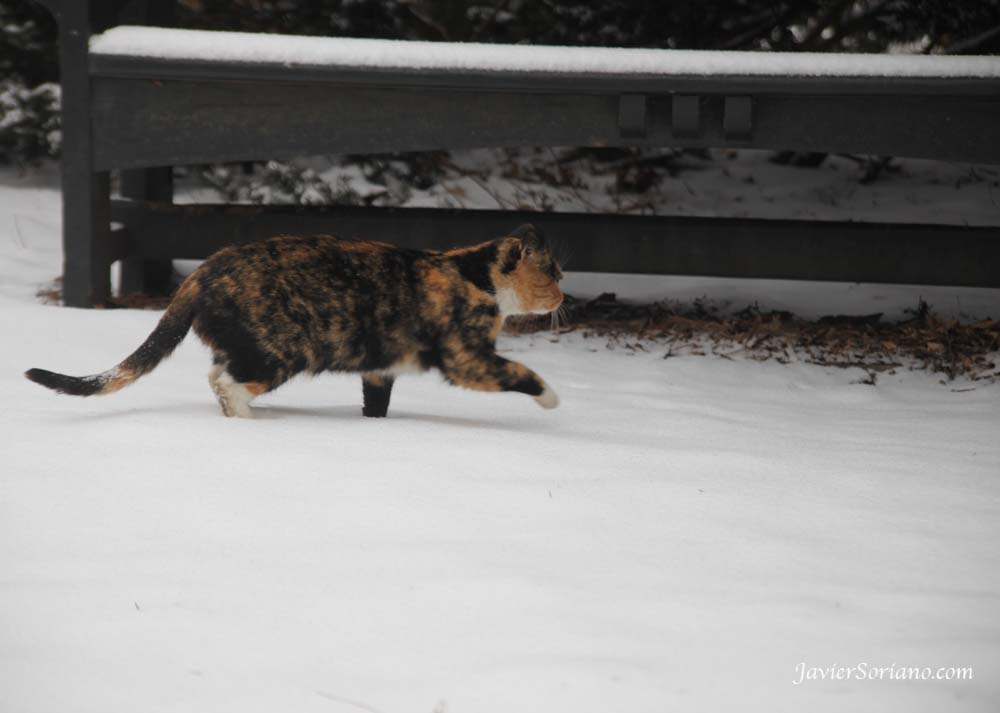 1/21/2012. New York City - First snowfall of the Winter season of 2012 - primera nevada de la estación de Invierno en el 2012. A beautiful cat! Foto por Javier Soriano/www.JavierSoriano.com