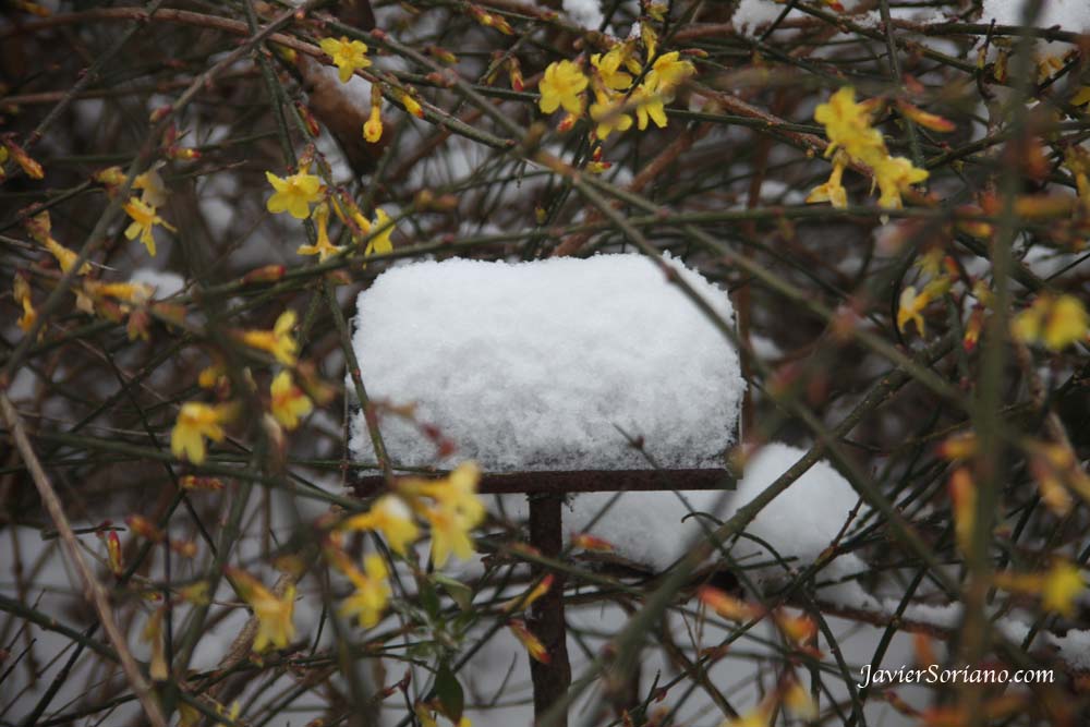 Saturday, January 21, 2012. Brooklyn, New York City - It's Winter in NYC. Yellow flowers at the Brooklyn Botanic Garden.  Es Invierno en la ciudad de Nueva York. Flores amarillas en el Jardín Botánico de Brooklyn.  Photo by Javier Soriano/www.JavierSoriano.com