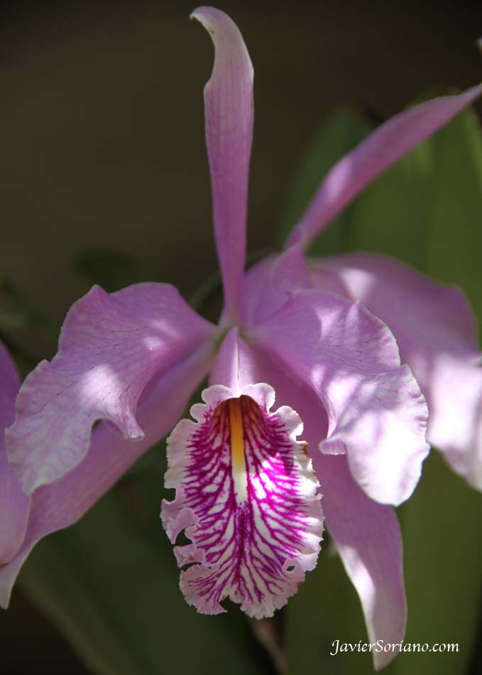 3/27/2012 Brooklyn, New York City - A beautiful orchid at the Brooklyn Botanic Garden.  "The Aquatic House is home to BBG’s large orchid collection as well as a variety of tropical and subtropical aquatic and wet environment plants from around the world."  Photo by Javier Soriano/www.JavierSoriano.com