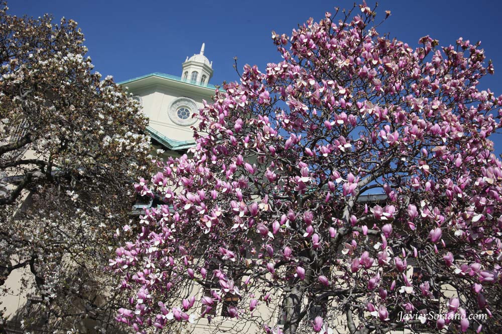 3/27/2012. Brooklyn, New York City - A beautiful pink magnolia at the Brooklyn Botanic Garden in NYC.  Photo by Javier Soriano/www.JavierSoriano.com