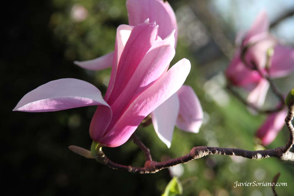 3/27/2012. Brooklyn, New York City - A beautiful pink magnolia at the Brooklyn Botanic Garden in NYC.  Photo by Javier Soriano/www.JavierSoriano.com