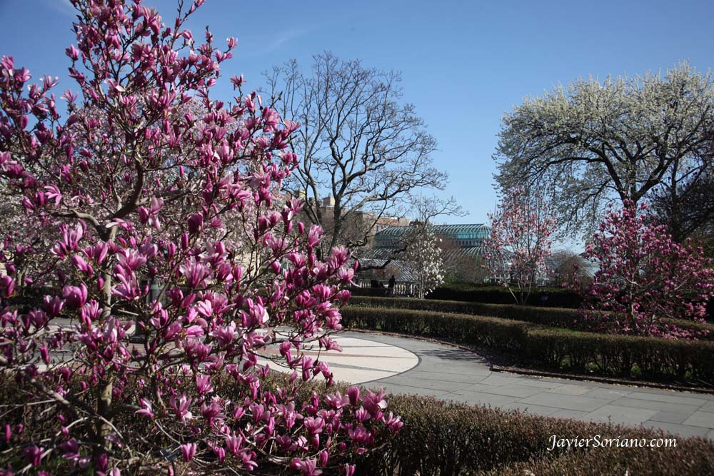 3/27/2012. Brooklyn, New York City - A beautiful pink magnolia at the Brooklyn Botanic Garden in NYC.  Photo by Javier Soriano/www.JavierSoriano.com