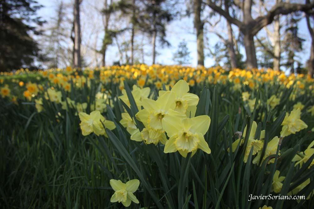 Tuesday, March 27th, 2012. Brooklyn, New York City - Daffodil Hill - "Thousands of trumpet daffodils transform the slope of the hill adjacent to Magnolia Plaza into a mass of blazing yellows and golds in late March and early April. Several varieties are planted, most notably Narcissus ‘Spelbinder’ which displays bright yellow and white blooms as well as Narcissus ‘King Alfred’, the largest of all the trumpet daffodils."_Brooklyn Botanic Garden.  Photo by Javier Soriano/www.JavierSoriano.com