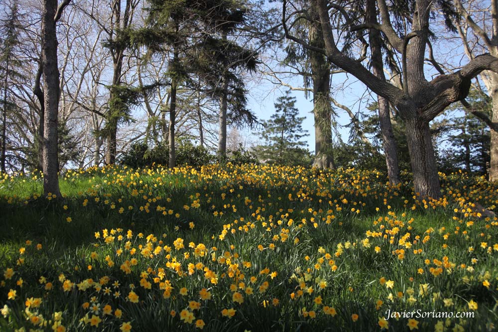 Brooklyn, New York City - Daffodil Hill. Brooklyn Botanic Garden.