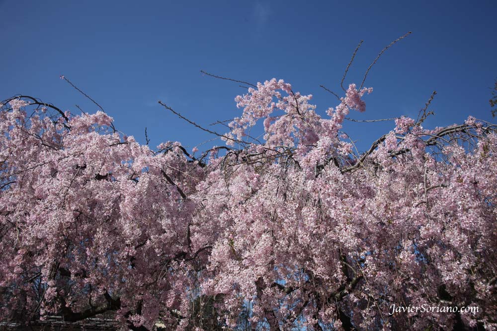 Tuesday, March 27th, 2012. Brooklyn, New York City - Cherry blossoms. Japanese garden. Brooklyn Botanic Garden (BBG). Photo by Javier Soriano/www.JavierSoriano.com