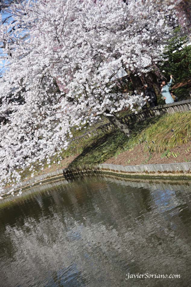 Tuesday, March 27th, 2012. Brooklyn, New York City -  "The Japanese Hill-and-Pond Garden is an excellent place to experience the cherry blossom season from April to May as over two dozen trees from BBG's diverse collection are planted here."_Brooklyn Botanic Garden.  Photo by Javier Soriano/www.JavierSoriano.com