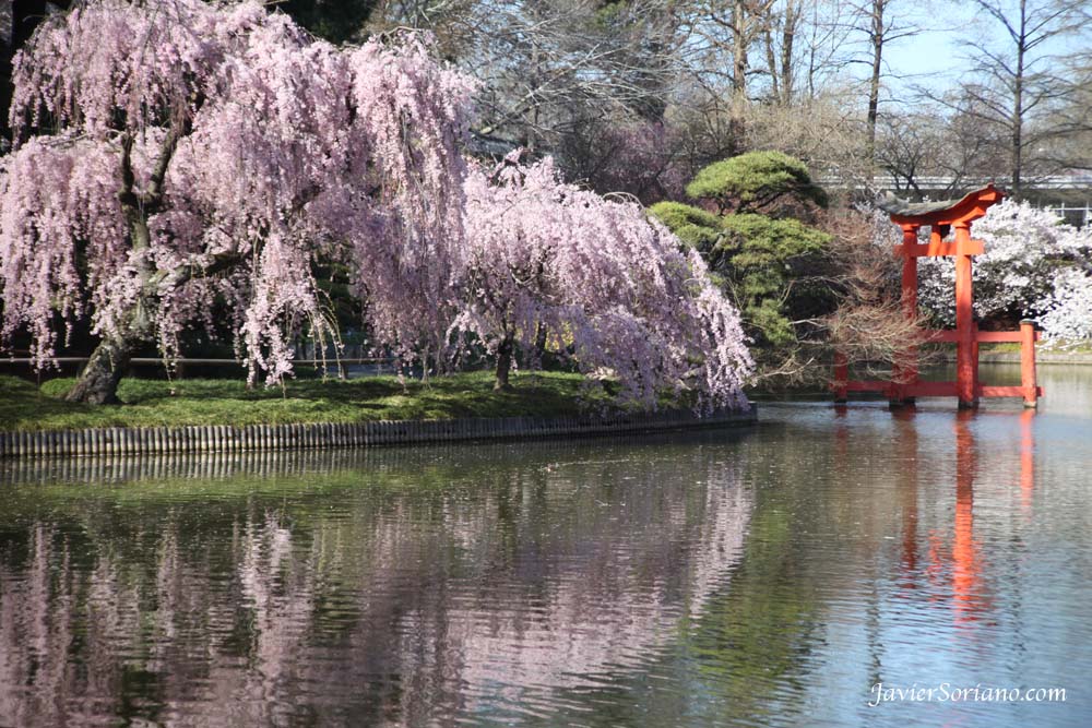 Tuesday, March 27th, 2012. Brooklyn, New York City - Cherry blossoms. Japanese garden. Brooklyn Botanic Garden (BBG). Photo by Javier Soriano/www.JavierSoriano.com