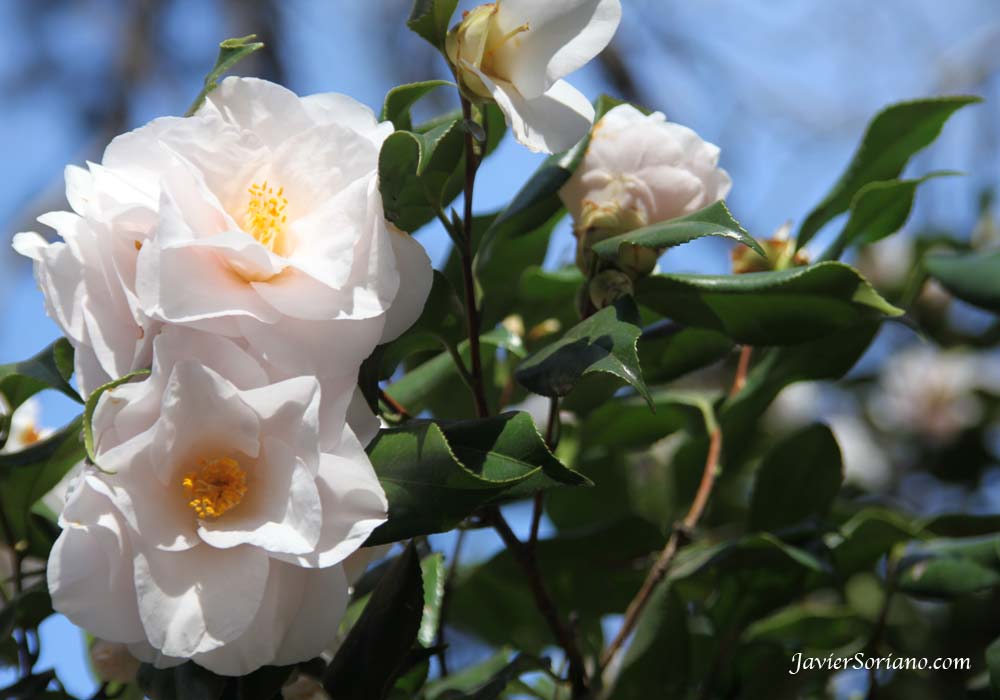 3/27/2012. Brooklyn, New York City - A beautiful white flower at The Brooklyn Botanic Garden (BBG).  Photo by Javier Soriano/www.JavierSoriano.com