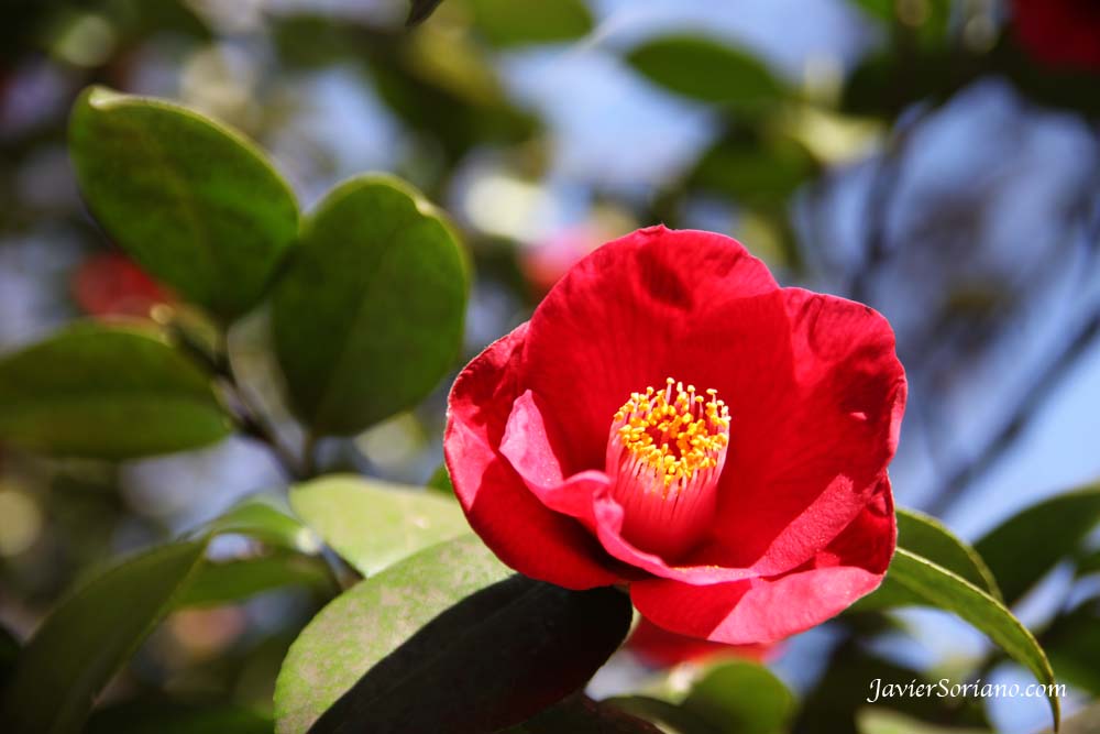 3/27/2012. Brooklyn, New York City - A beautiful red flower at The Brooklyn Botanic Garden (BBG).  Photo by Javier Soriano/www.JavierSoriano.com