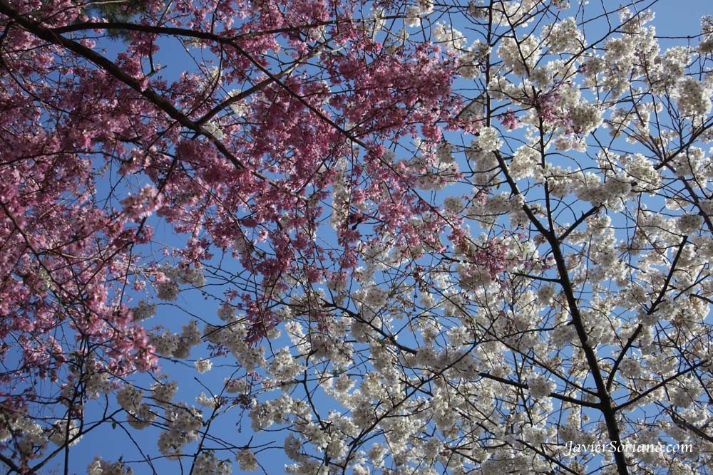 Tuesday, March 27th, 2012. Brooklyn, New York City -  "The Cherry Esplanade is a broad green field bordered by two allées of the dazzling Prunus 'Kanzan'. One of the highlights of the cherry blossom season, these double-flowering cherries typically bloom at the end of April and are a centerpiece of the Garden’s annual cherry blossom festival, Sakura Matsuri."_Brooklyn Botanic Garden.  Photo by Javier Soriano/www.JavierSoriano.com