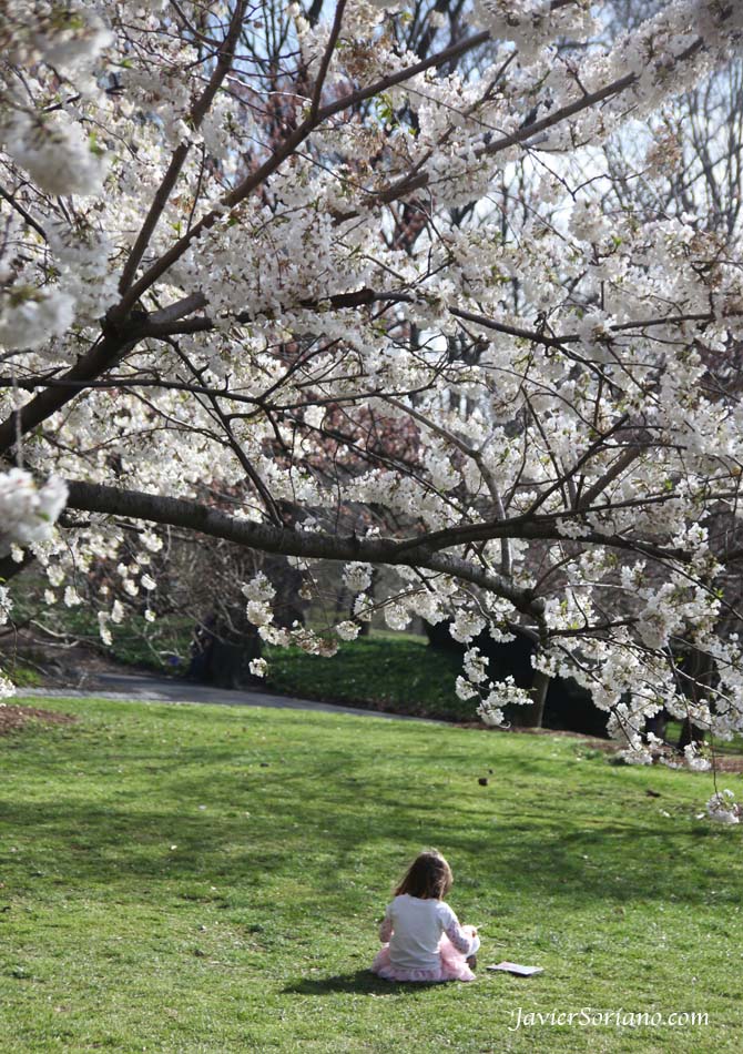 Tuesday, March 27th, 2012. Brooklyn, New York City - A child playing under beautiful cherry blossoms. Brooklyn Botanic Garden.  Martes 27 de marzo, 2012. Niña en el Jardín Botánico de Brooklyn de la ciudad de Nueva York.  Photo by Javier Soriano/www.JavierSoriano.com