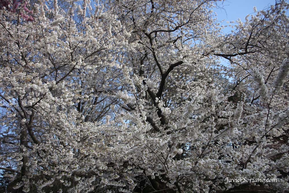 Tuesday, March 27th, 2012. Brooklyn, New York City -  "The Cherry Esplanade is a broad green field bordered by two allées of the dazzling Prunus 'Kanzan'. One of the highlights of the cherry blossom season, these double-flowering cherries typically bloom at the end of April and are a centerpiece of the Garden’s annual cherry blossom festival, Sakura Matsuri."_Brooklyn Botanic Garden.  Photo by Javier Soriano/www.JavierSoriano.com