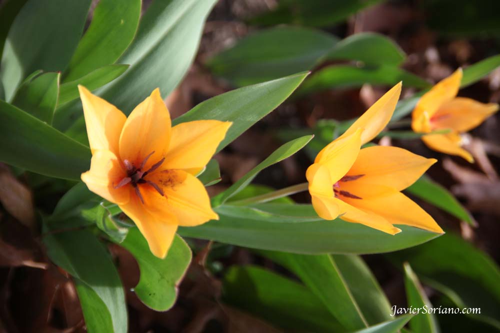 Tuesday, March 27th, 2012- Peaceful, beautiful flowers OCCUPY the Brooklyn Botanic Garden.