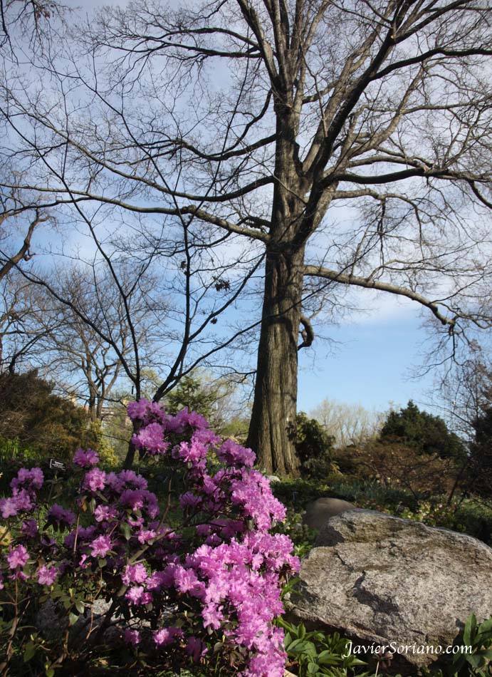 3/27/2012. Brooklyn, New York City - Flowers at the Brooklyn Botanic Garden.  27/3/2012. Brooklyn, ciudad de Nueva York - Flores en el Jardín Botánico de Brooklyn.  Photo by Javier Soriano/www.JavierSoriano.com