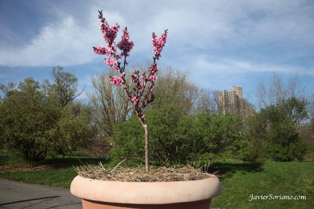Tuesday, March 27th, 2012. Brooklyn, New York City - Cherry blossoms. Brooklyn Botanic Garden (BBG). Photo by Javier Soriano/www.JavierSoriano.com