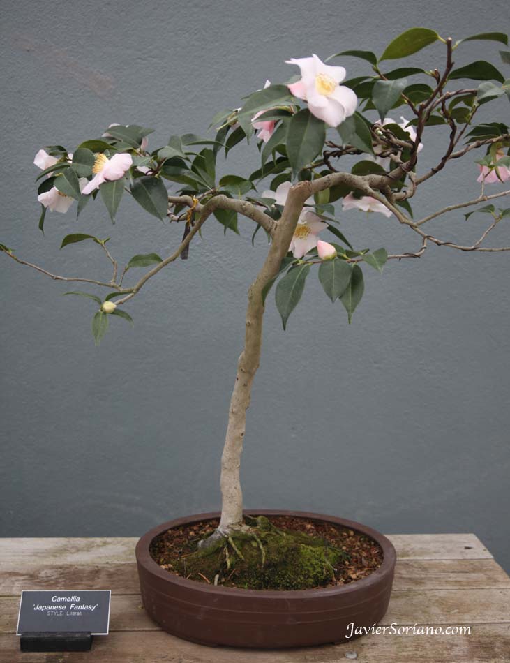 Thursday, March 1, 2012. Brooklyn, New York City -  Bonsai tree with flowers at the Brooklyn Botanic Garden in NYC.  Photo by Javier Soriano/www.JavierSoriano.com