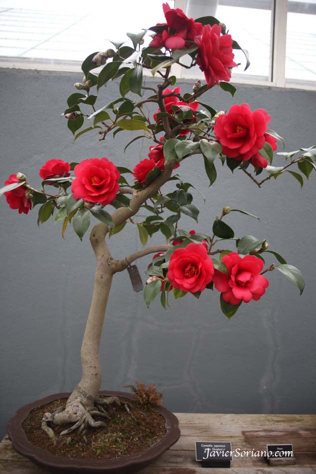 Thursday, March 1, 2012. Brooklyn, New York City - Bonsai tree with flowers at the Brooklyn Botanic Garden in New York City.  Photo by Javier Soriano/www.JavierSoriano.com